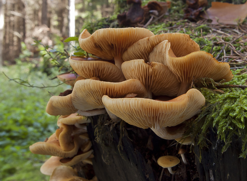 Pholiota astragalina